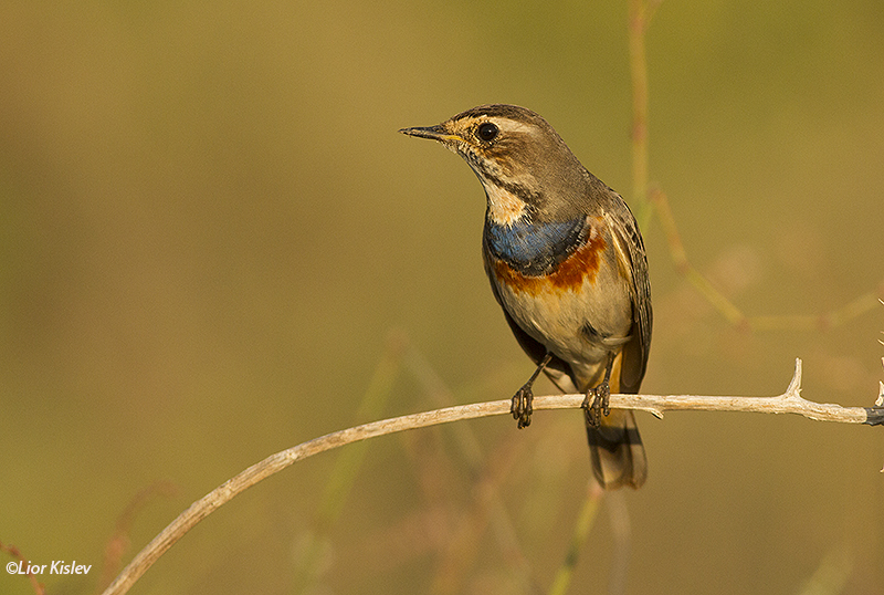 Bluethroat  Luscinia svecica ,the Btecha , October 2014 Lior Kislev